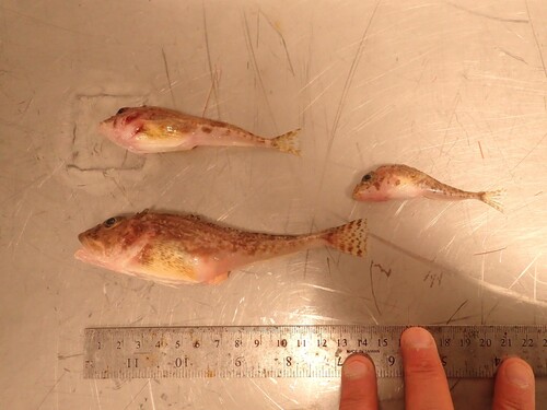 Twohorn sculpin (Icelus bicornis) — Cottidae — 5