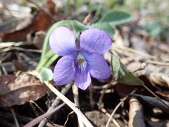Viola septentrionalis
