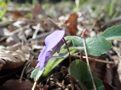 Viola septentrionalis