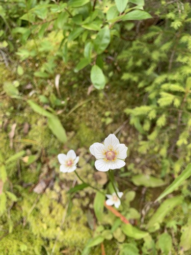 marsh grass-of-Parnassus