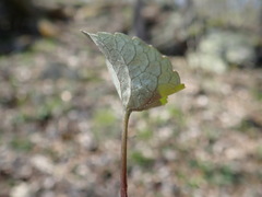 Viola septentrionalis
