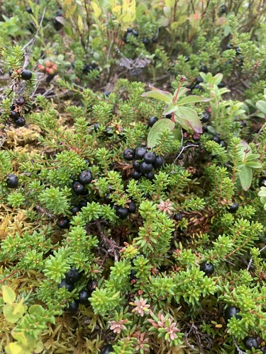 black crowberry