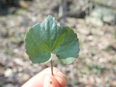 Viola septentrionalis