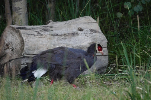 Blue Eared-Pheasant
