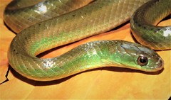 Erythrolamprus maryellenae