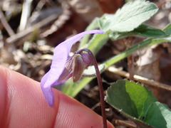 Viola septentrionalis