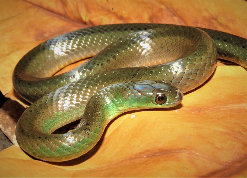 Maryellen's Ground Snake