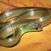 Maryellen's Ground Snake - Photo (c) Reuber Brandão, some rights reserved (CC BY-NC), uploaded by Reuber Brandão