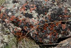 Hippodamia caseyi