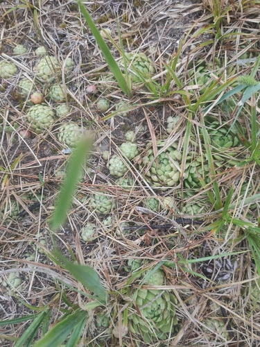 Rolling Hen-and-chicks
