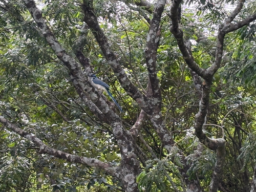 White-throated Magpie-Jay