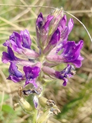 Oxytropis ambigua