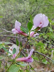 Chamaecytisus purpureus