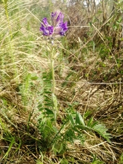 Oxytropis ambigua