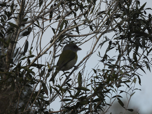 Rufous-browed Peppershrike