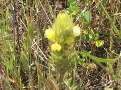 Castilleja rubicundula lithospermoides