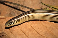 Ophiodes striatus