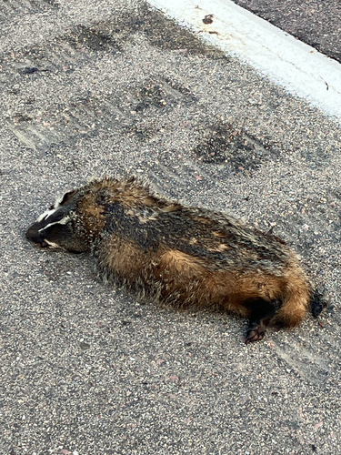 American Badger observed by courtneyponcasp