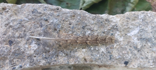Plume de Petit-duc scops