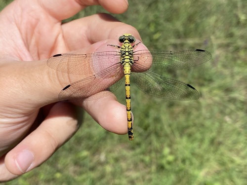 Small Pincertail