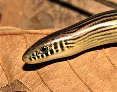 Ophiodes striatus