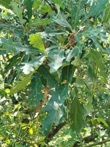 Quercus orocantabrica, photograph 3