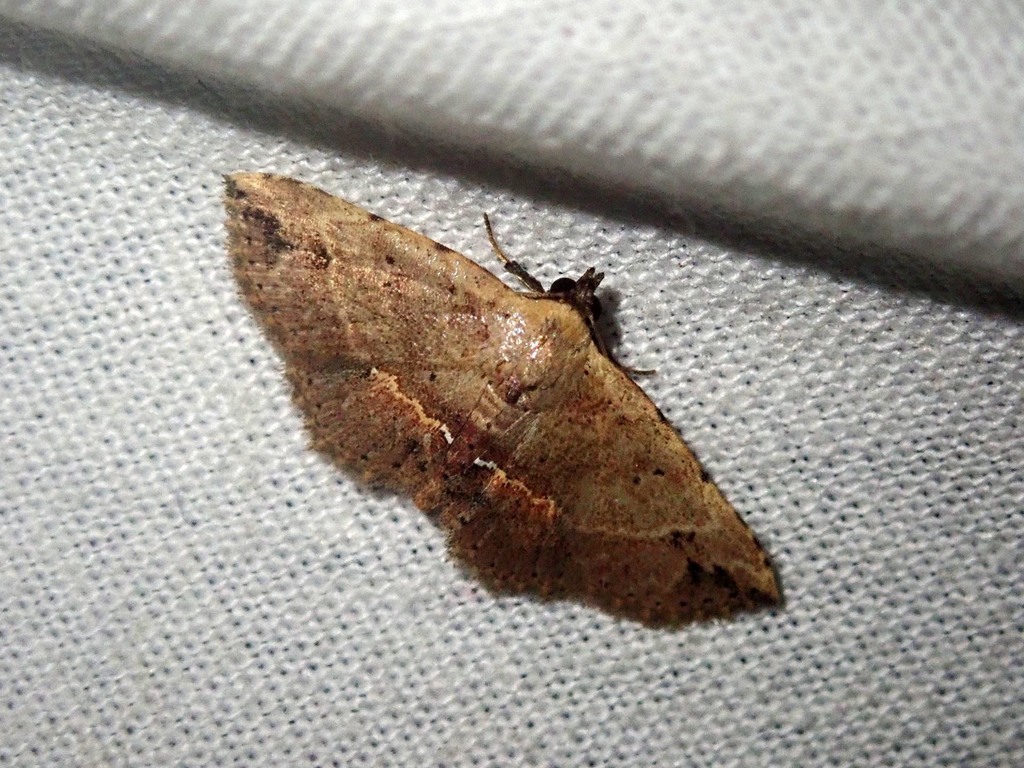 Cerynea omphisalis (Cerynea omphisalis)