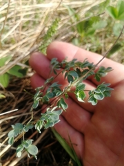 Thalictrum petaloideum