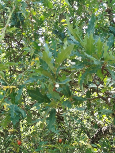 Quercus orocantabrica, photograph 4