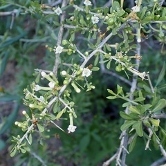 Lycium andersonii, photograph (c) Sue Carnahan, some rights reserved (CC BY)