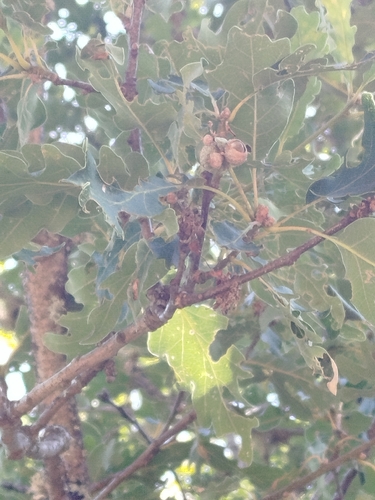 Quercus orocantabrica, photograph 5