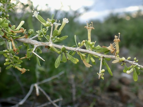 Lycium andersonii, photograph 6