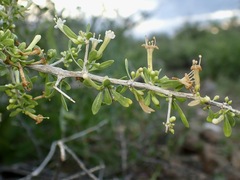 Lycium andersonii, photograph (c) Sue Carnahan, some rights reserved (CC BY)