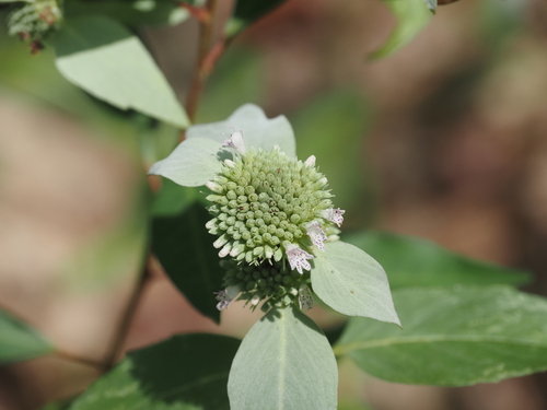 Pycnanthemum floridanum, photograph 3