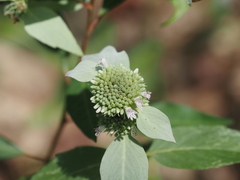 (c) carter, some rights reserved (CC BY) Pycnanthemum floridanum, photograph (c) carter, some rights reserved (CC BY)