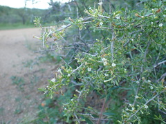 Lycium andersonii