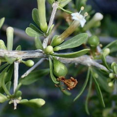 Lycium andersonii, photograph (c) Sue Carnahan, some rights reserved (CC BY)