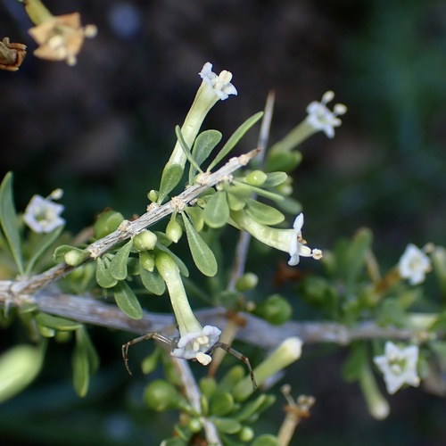 Lycium andersonii, photograph 4