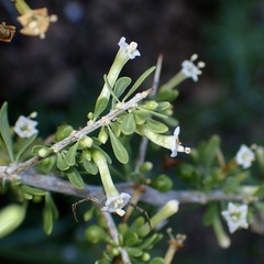 Lycium andersonii, photograph (c) Sue Carnahan, some rights reserved (CC BY)