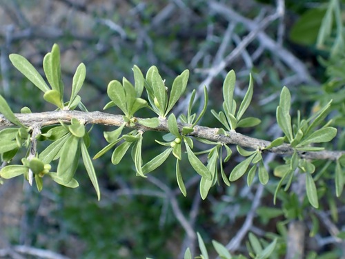 Lycium andersonii, photograph 3