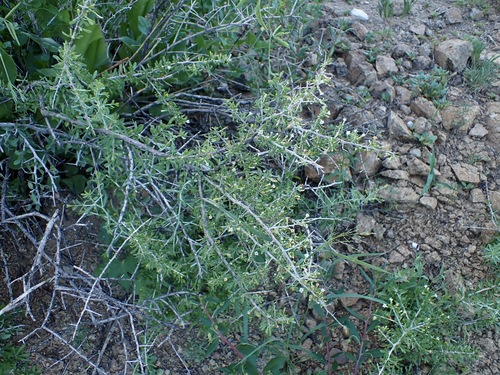 Lycium andersonii, photograph 2
