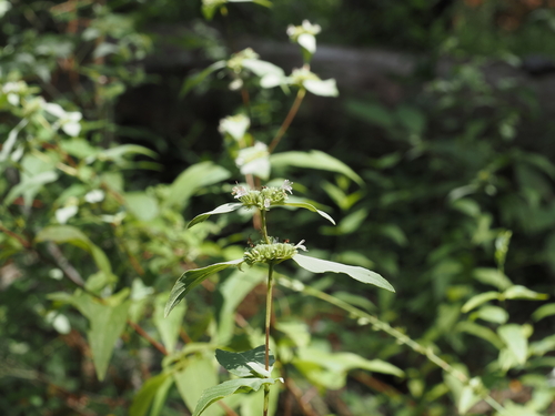 Pycnanthemum floridanum, photograph 6