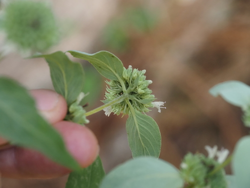 Pycnanthemum floridanum, photograph 4
