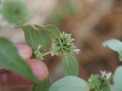 (c) carter, some rights reserved (CC BY) Pycnanthemum floridanum, photograph (c) carter, some rights reserved (CC BY)