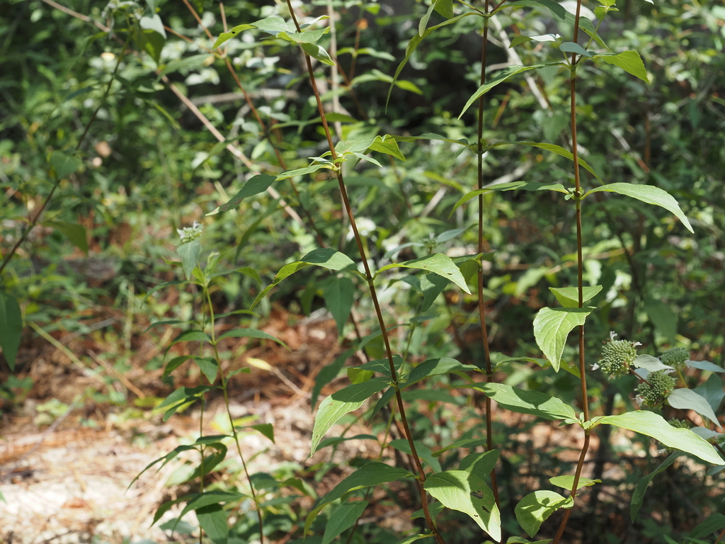 Pycnanthemum floridanum; photograph (c) carter, some rights reserved (CC BY)
