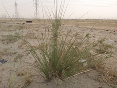 Cyperus conglomeratus