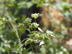 (c) carter, some rights reserved (CC BY) Pycnanthemum floridanum, photograph (c) carter, some rights reserved (CC BY)