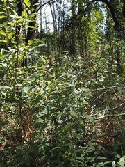 (c) carter, some rights reserved (CC BY) Pycnanthemum floridanum, photograph (c) carter, some rights reserved (CC BY)