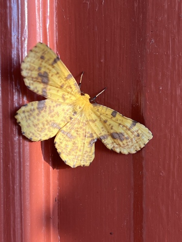 Crocus Geometer Moths