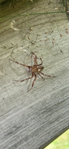 Cross Orbweaver
